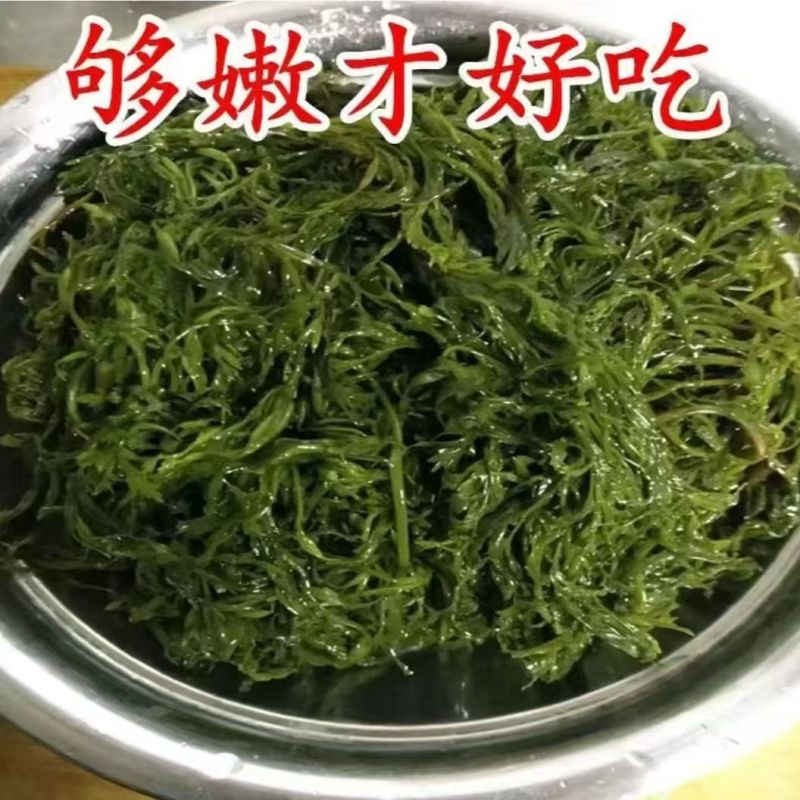 香辣脆爽鞭炮笋凉拌菜海草马尾藻火锅凉菜