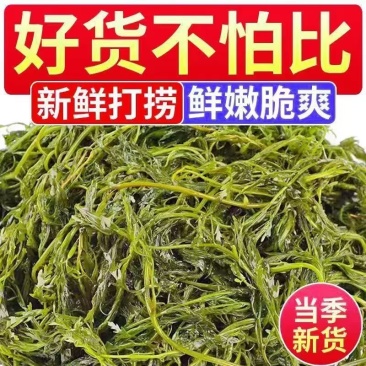 少盐鞭炮笋新鲜盐渍马尾藻长寿菜海草火锅店凉拌菜商用批