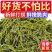 少盐鞭炮笋新鲜盐渍马尾藻长寿菜海草火锅店凉拌菜商用批