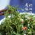 少盐鞭炮笋新鲜盐渍马尾藻长寿菜海草火锅店凉拌菜商用批