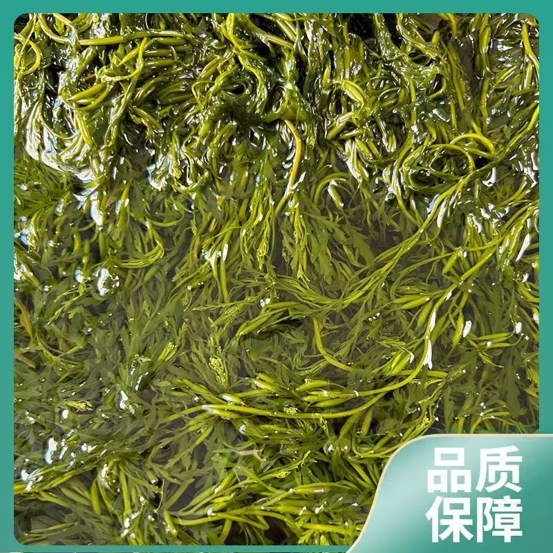 少盐鞭炮笋新鲜盐渍马尾藻长寿菜海草火锅店凉拌菜商用批