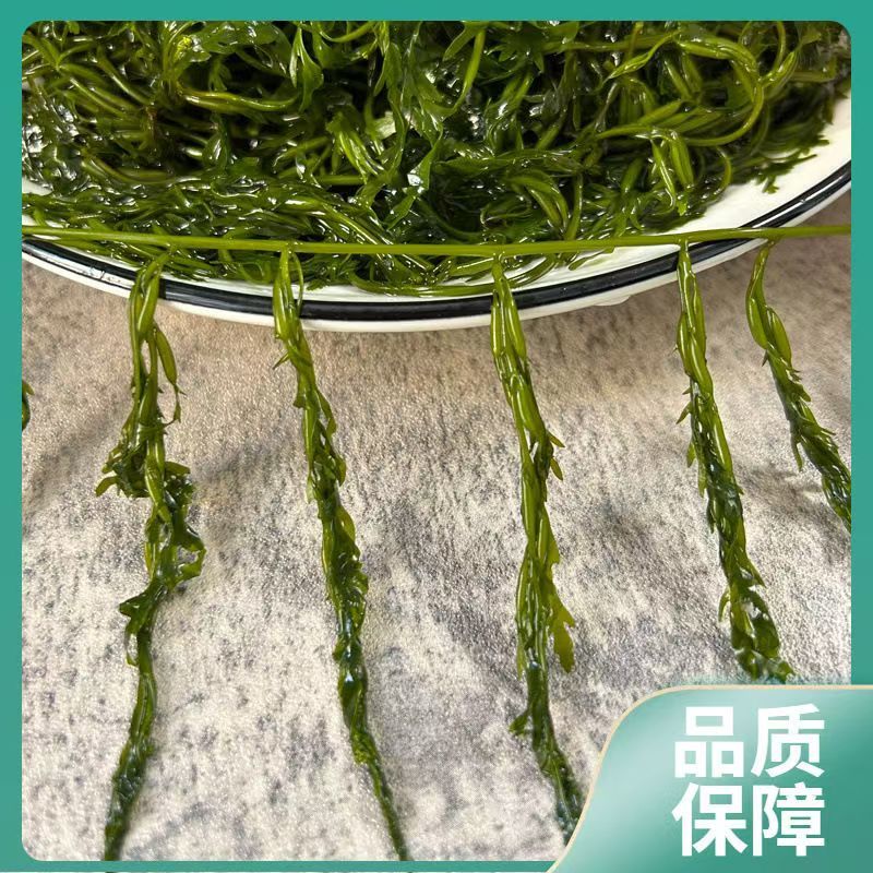 少盐鞭炮笋新鲜盐渍马尾藻长寿菜海草火锅店凉拌菜商用批