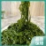 少盐鞭炮笋新鲜盐渍马尾藻长寿菜海草火锅店凉拌菜商用批