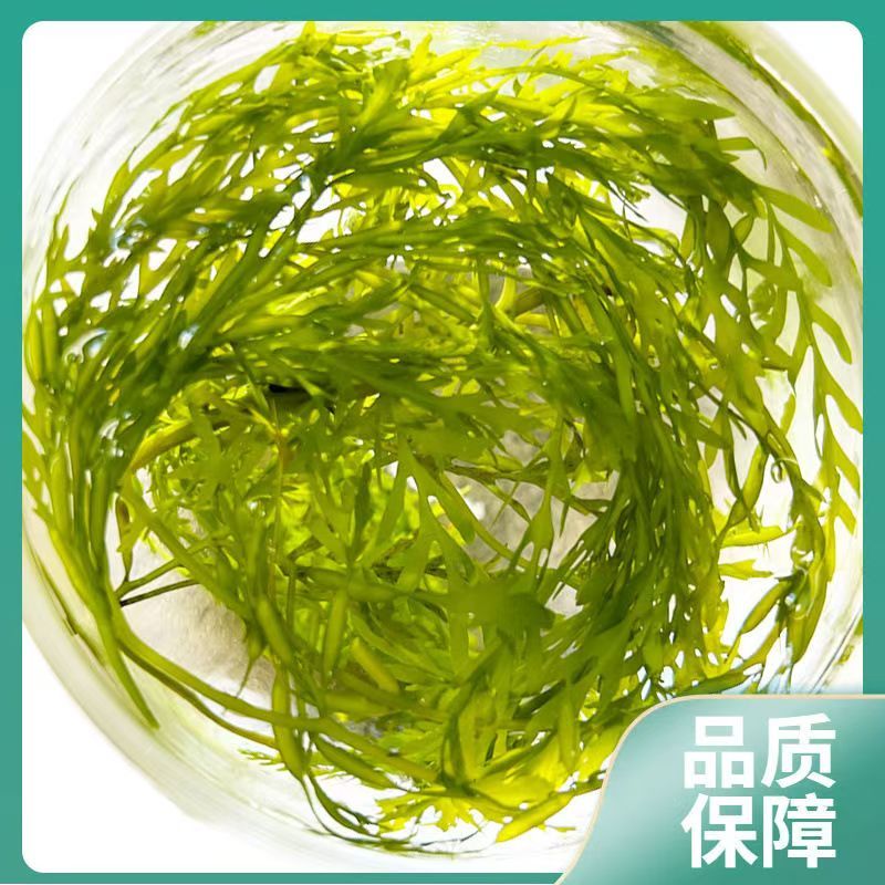 少盐鞭炮笋新鲜盐渍马尾藻长寿菜海草火锅店凉拌菜商用批