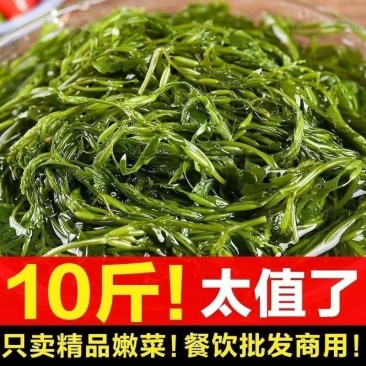 少盐鞭炮笋新鲜盐渍马尾藻长寿菜海草火锅店凉拌菜商用批