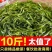 少盐鞭炮笋新鲜盐渍马尾藻长寿菜海草火锅店凉拌菜商用批