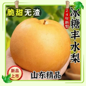 山东梨/丰水梨/秋月梨，一手货产地直发/欢迎来电话咨询