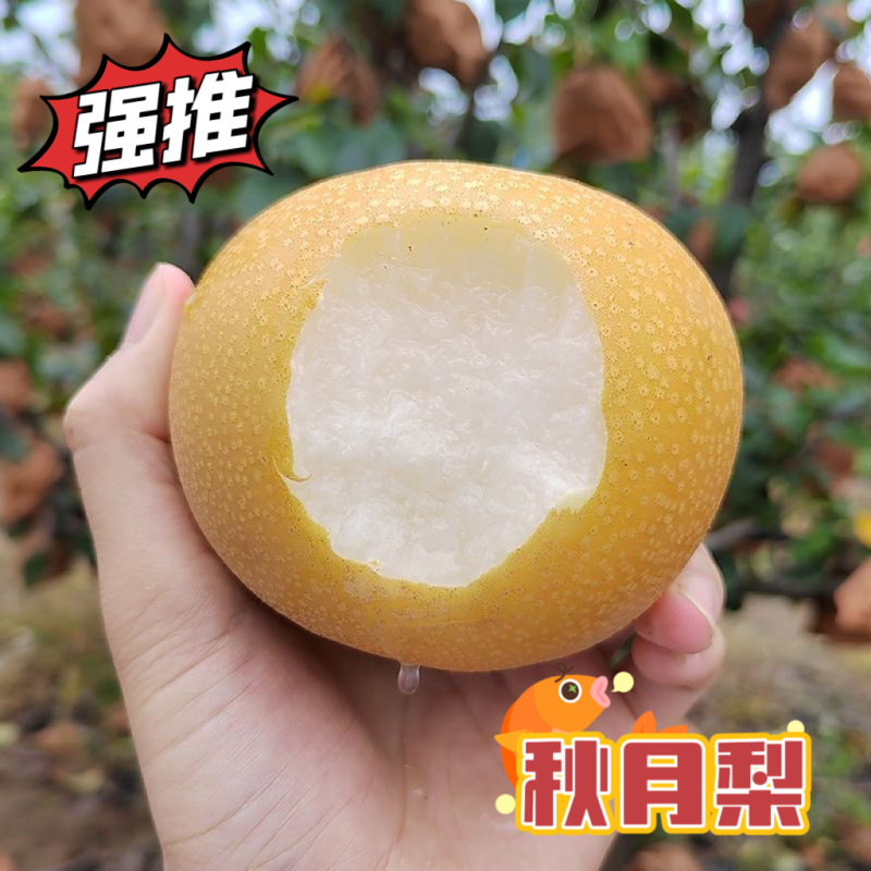 山东梨/正宗秋月梨，一手货产地直发/欢迎来电话咨询