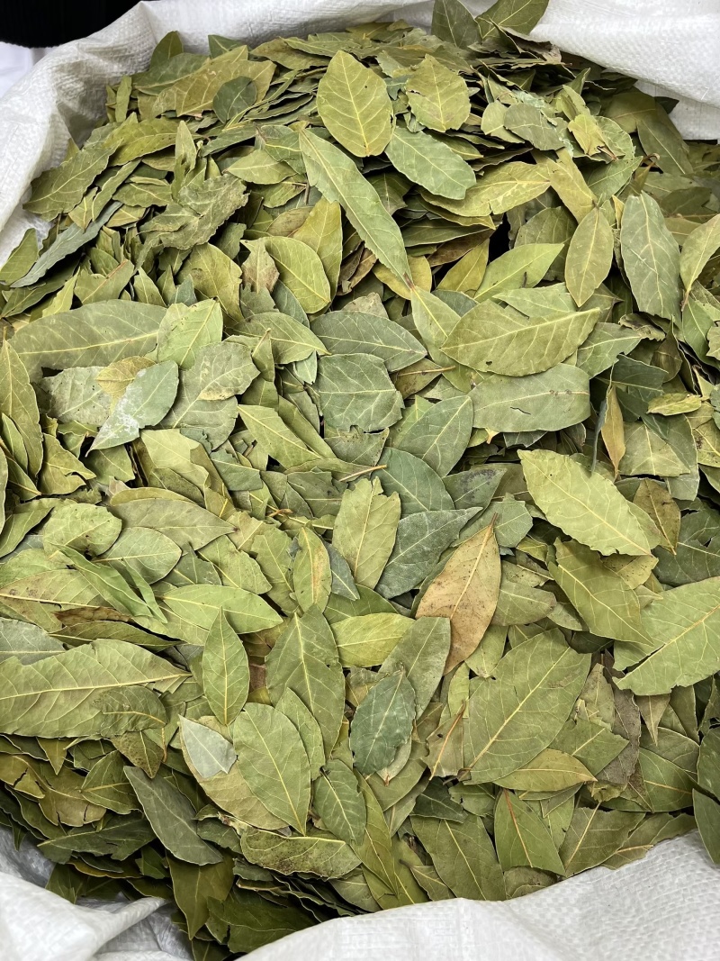 特绿香叶全国可发常年供货品种齐全可电话详聊