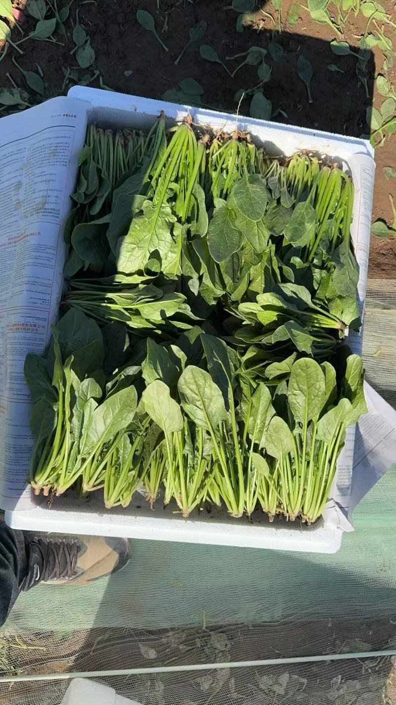 菠菜大叶菠菜内蒙古菠菜口感好价格实惠运输便利欢迎电联