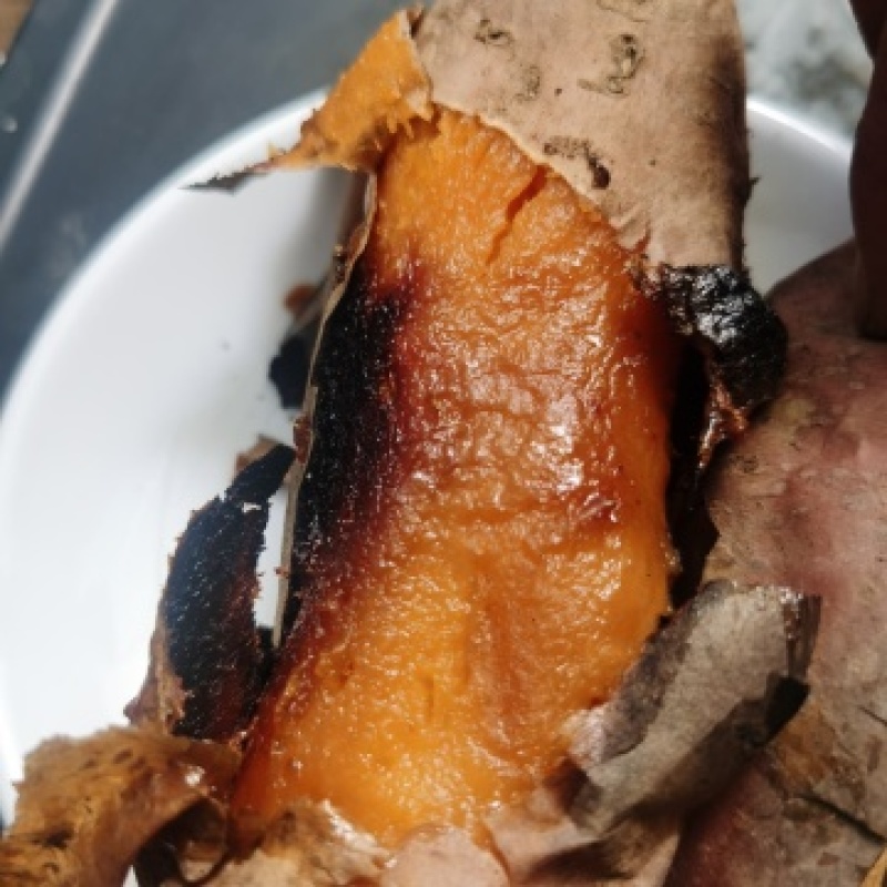 山东烟薯25蜜薯整车批发，基地一手，