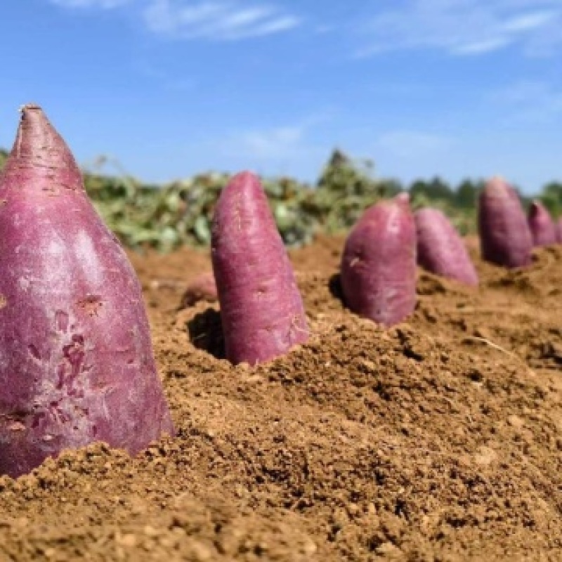 山东烟薯25蜜薯整车批发，基地一手，