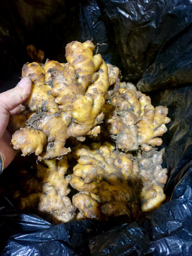 云南小黄姜，品质保证，价格优惠，产地直发，实力商家