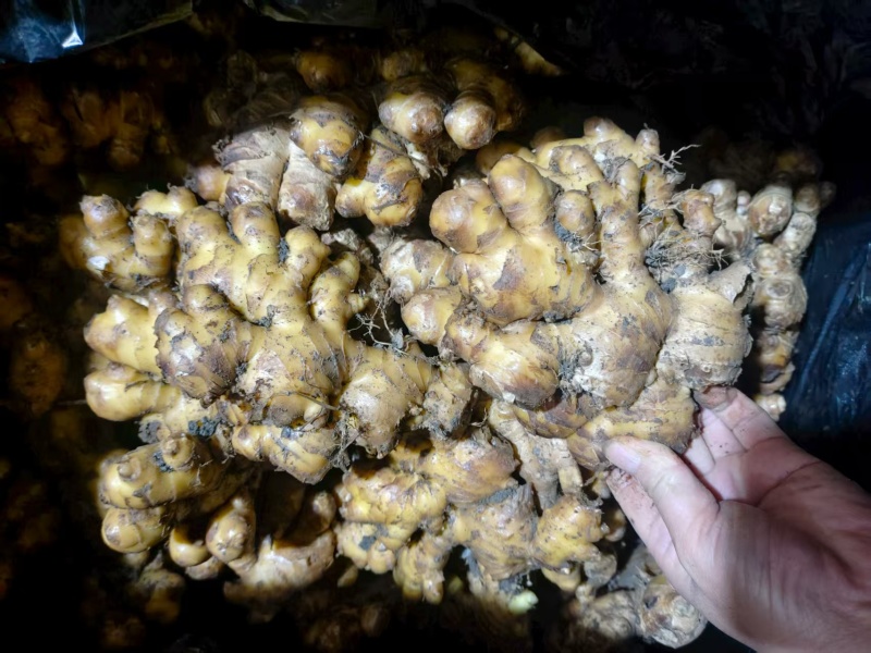 云南小黄姜，品质保证，价格优惠，产地直发，实力商家
