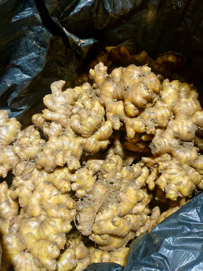 云南小黄姜，品质保证，产地直发，价格优惠，实力商家