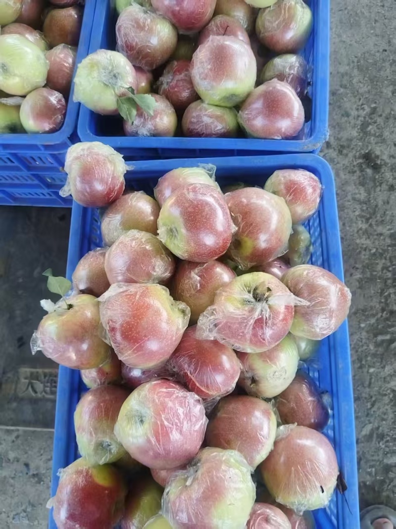 【热卖中】河北美八苹果清甜可口量大从优价格美丽质量好