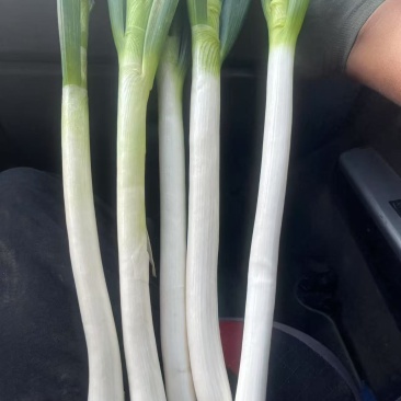 精品钢葱，品质保证，产地直发，大量上市，价格优惠
