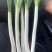 精品钢葱，品质保证，产地直发，大量上市，价格优惠