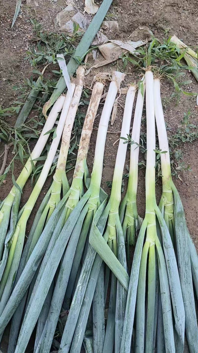 精品钢葱，品质保证，产地直发，大量上市，价格优惠
