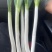 精品钢葱，品质保证，产地直发，大量上市，价格优惠