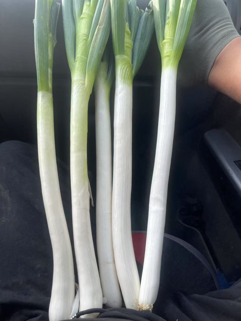 精品钢葱，品质保证，产地直发，大量上市，价格优惠