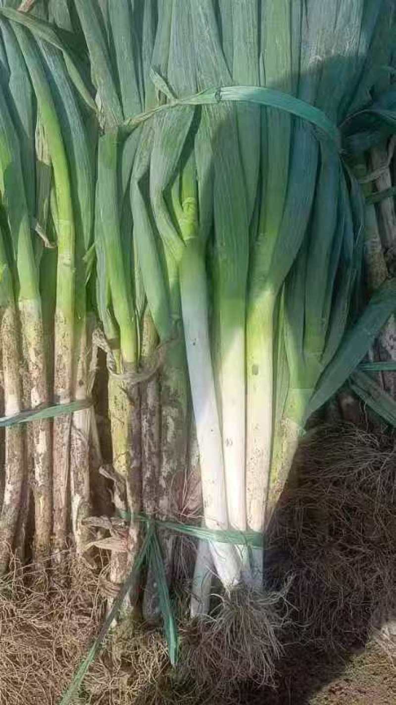 山西钢葱，品质保证，价格优惠，实力商家，产地直发