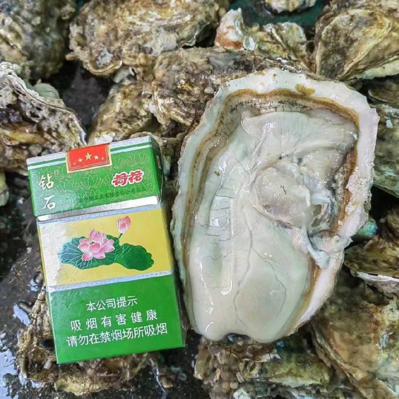乳山生蚝，海洋所西黄岛牡蛎养殖区出品