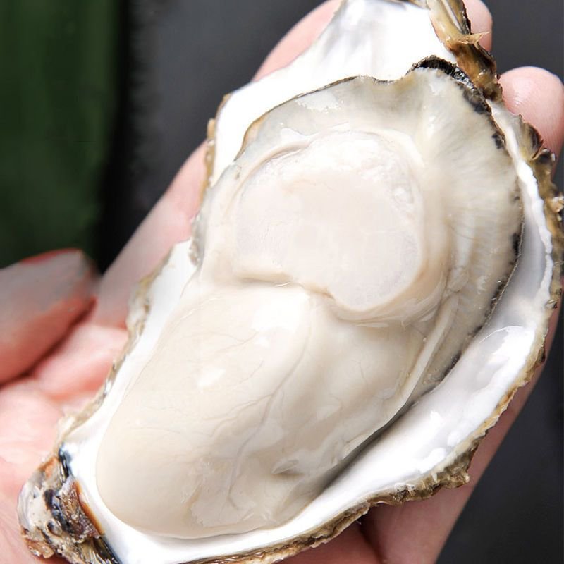 乳山生蚝，海洋所西黄岛牡蛎养殖区出品