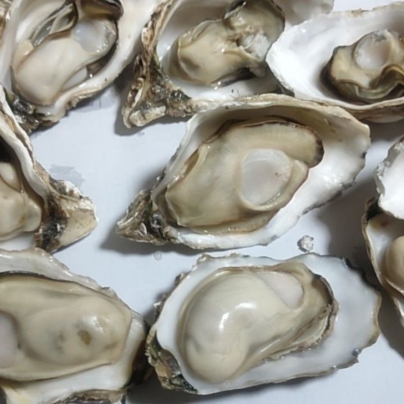 乳山生蚝，海洋所西黄岛牡蛎养殖区出品