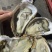 乳山生蚝，海洋所西黄岛牡蛎养殖区出品