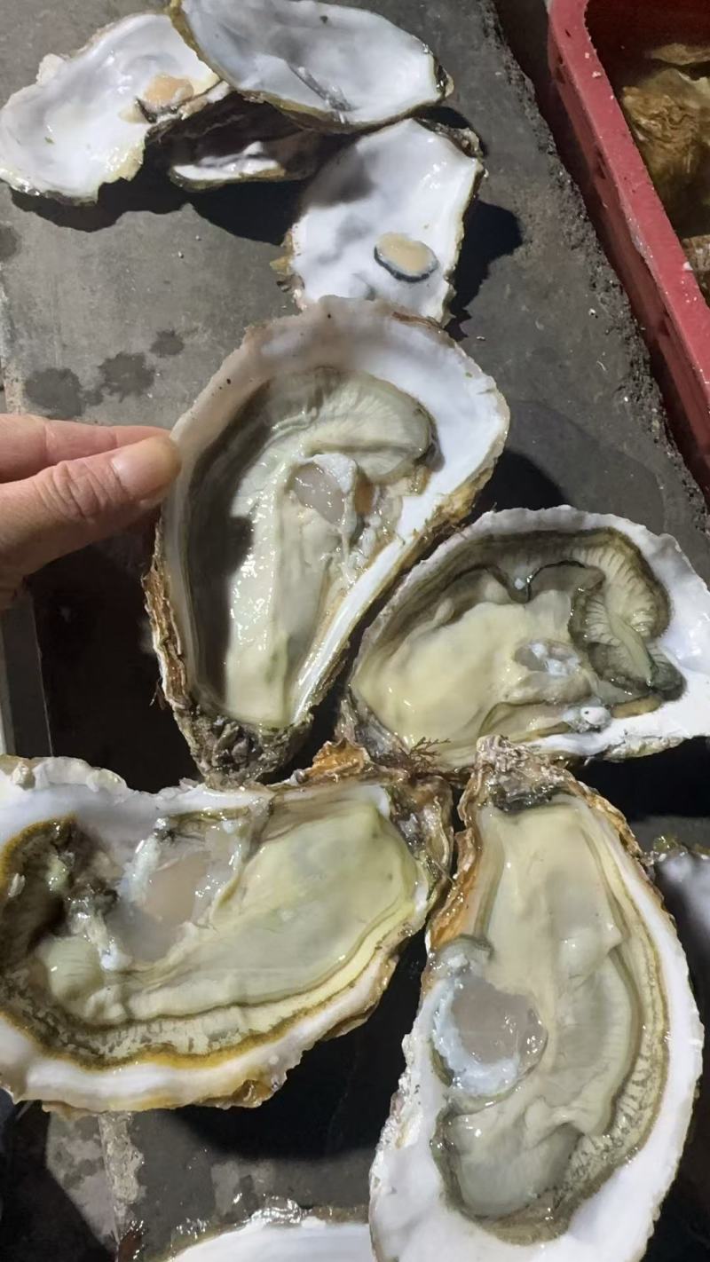 乳山生蚝，海洋所西黄岛牡蛎养殖区出品
