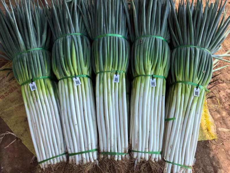 陕西精品大葱钢葱一手货源产地直发现挖鲜发量大价优