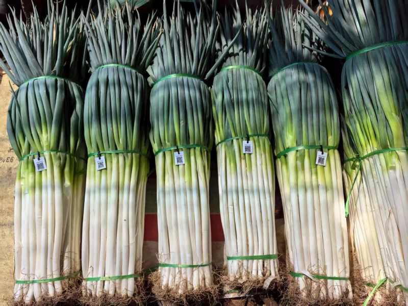 陕西精品大葱钢葱一手货源产地直发现挖鲜发量大价优