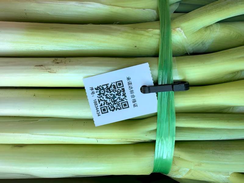 陕西精品大葱钢葱一手货源产地直发现挖鲜发量大价优