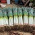 陕西精品大葱钢葱一手货源产地直发现挖鲜发量大价优