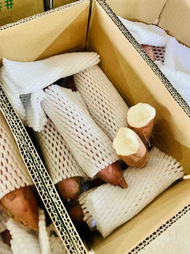 哈密冰糖薯整车批发