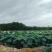 莲藕保质保量价格优惠一手货源支持视频看货欢迎咨询