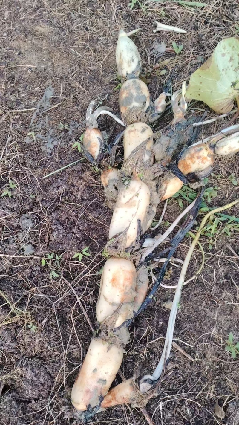 莲藕保质保量价格优惠一手货源支持视频看货欢迎咨询