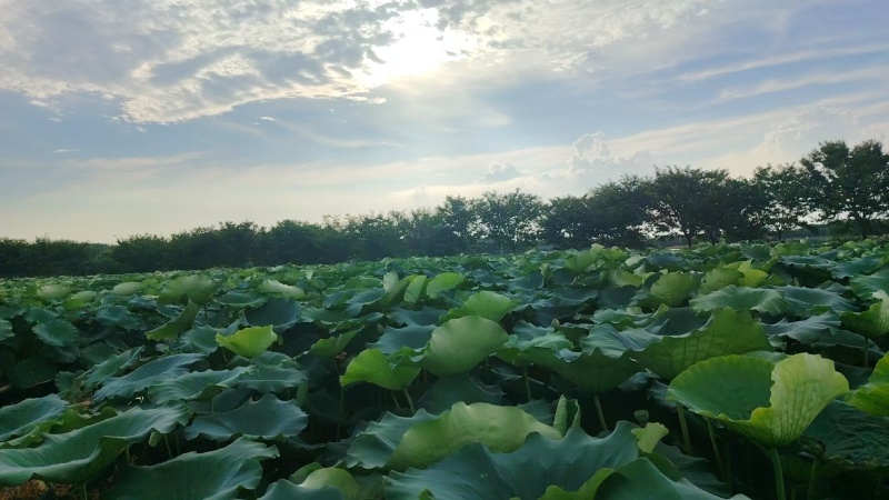 莲藕保质保量价格优惠一手货源支持视频看货欢迎咨询