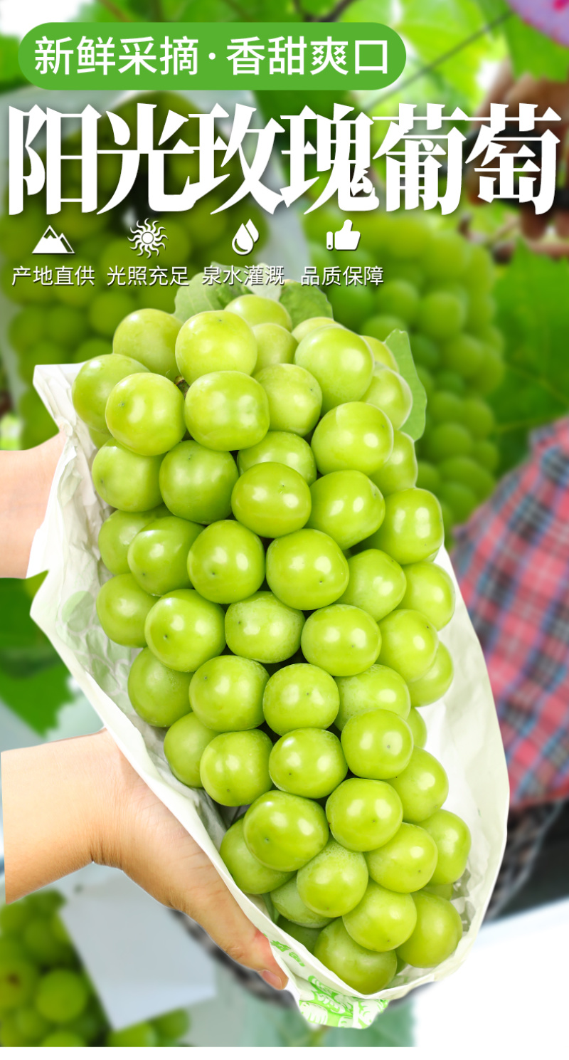 一件代发陕西阳光玫瑰晴王葡萄供应电商各大平台直播等