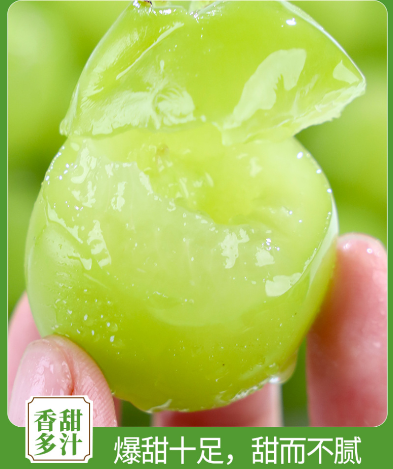 一件代发陕西阳光玫瑰晴王葡萄供应电商各大平台直播等