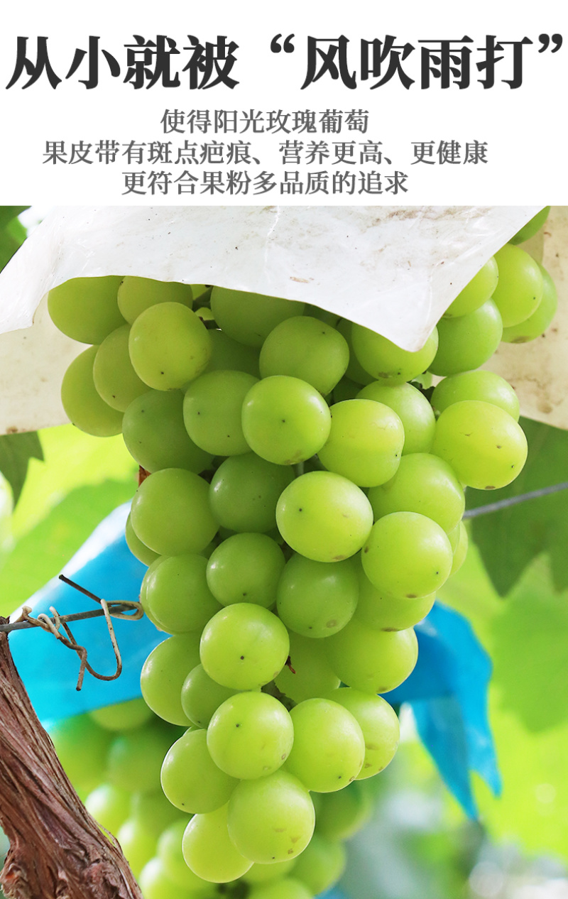 一件代发陕西阳光玫瑰晴王葡萄供应电商各大平台直播等