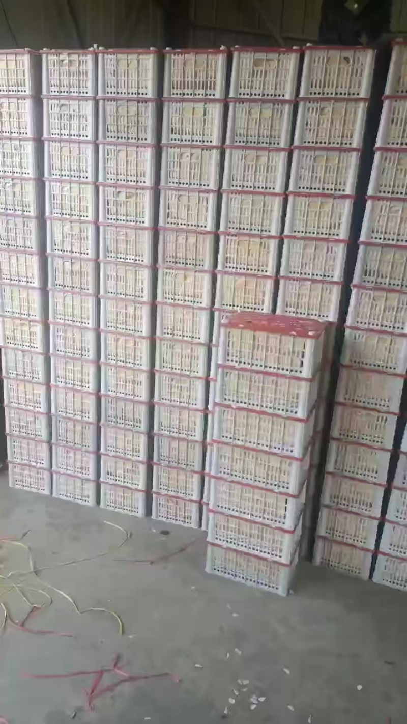 辽宁开原鸡心果、锦绣海棠果，大量现货供应，对接市场批发商