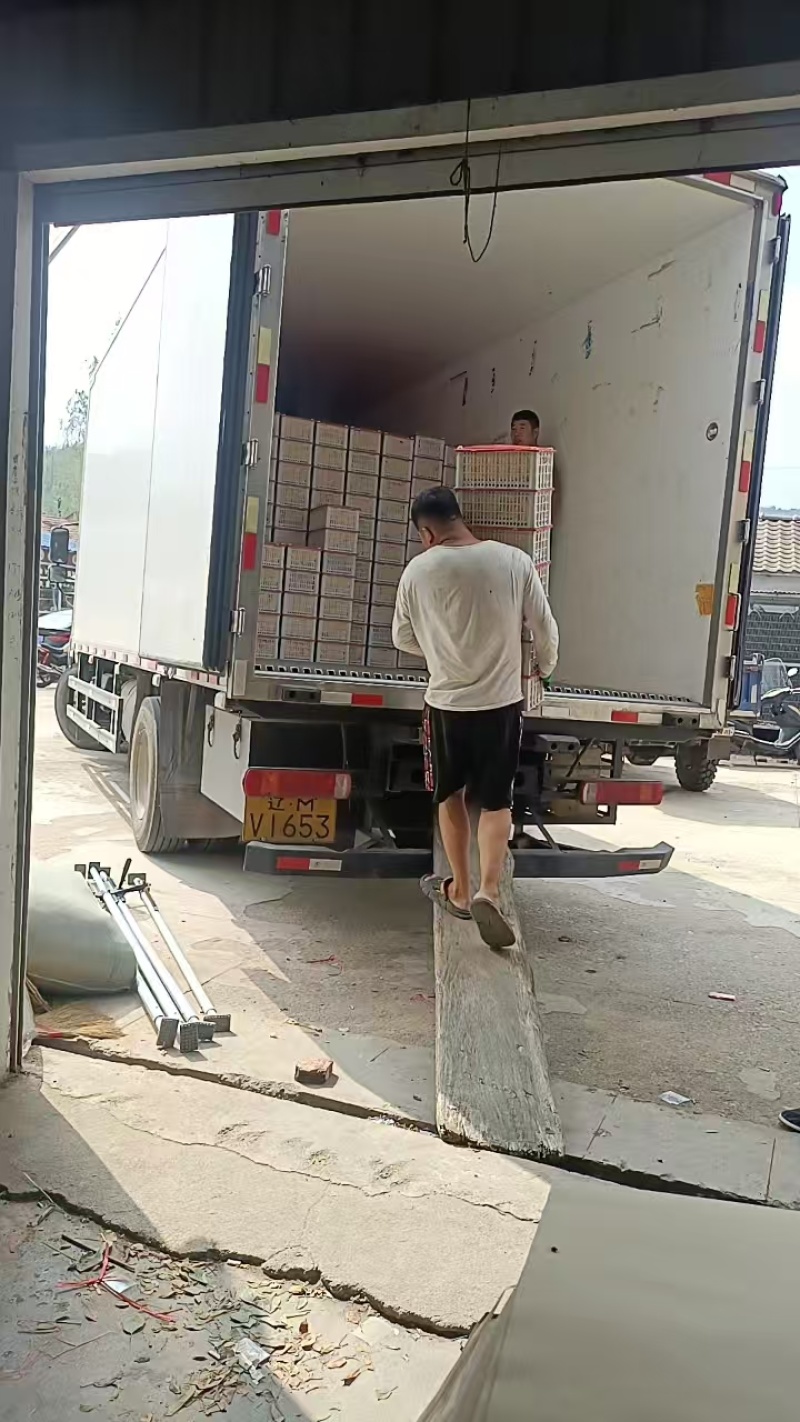 辽宁开原鸡心果、锦绣海棠果，大量现货供应，对接市场批发商