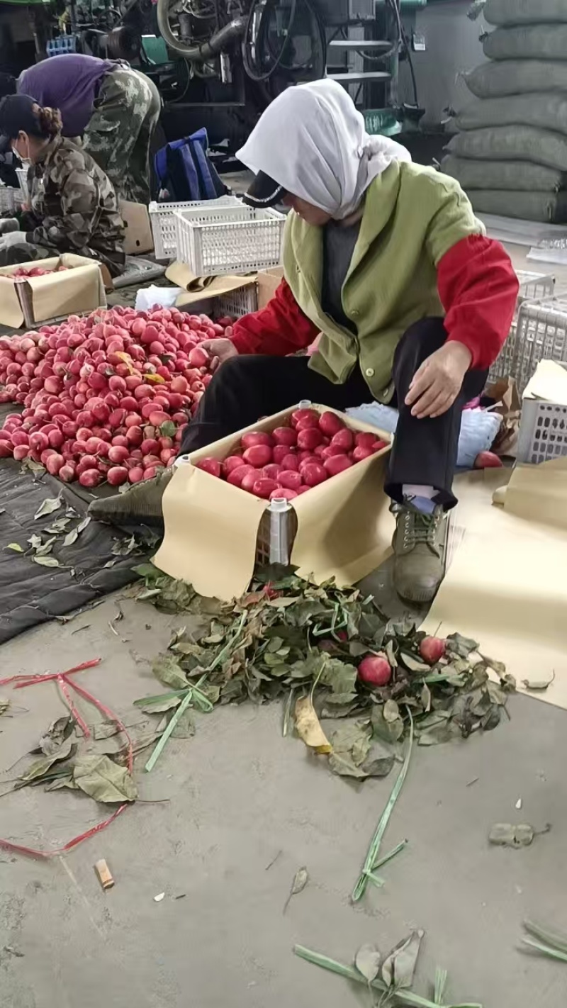 辽宁开原鸡心果、锦绣海棠果，大量现货供应，对接市场批发商