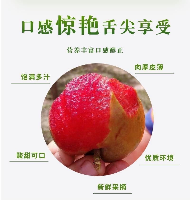 新疆恐龙蛋一件代发产地直发一手货源对接各大电商平台