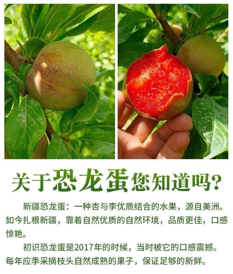 新疆恐龙蛋一件代发产地直发一手货源对接各大电商平台