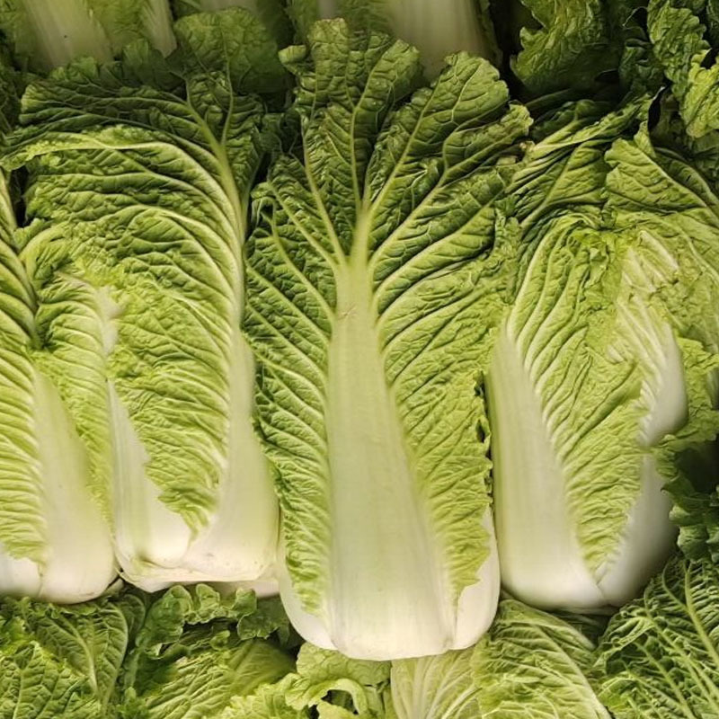 津艺甜脆白菜种子青麻叶大白菜20g心叶黄70天