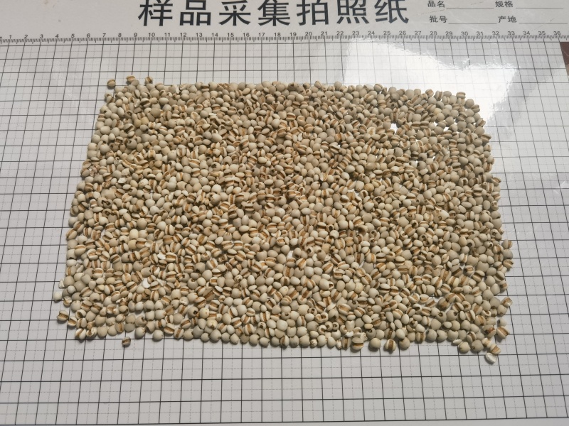 贵州发货产地直销质量保证炒制薏苡仁（薏仁米泡）