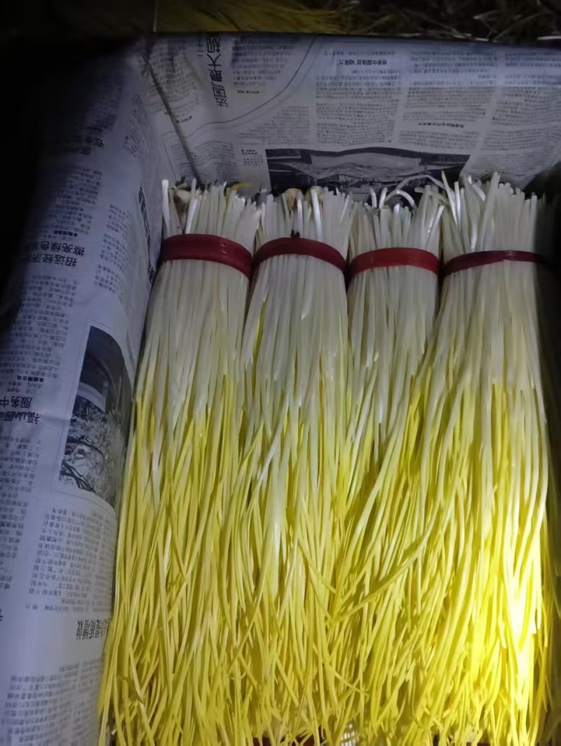 山东精品蒜黄自家种植一手货源日产10吨欢迎选购